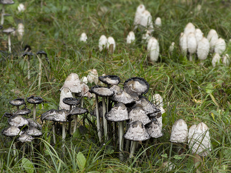 Coprinus comatus